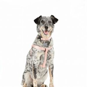 YOULY Adjustable Dog Harness, Light Pink, Large/X-Large NWT